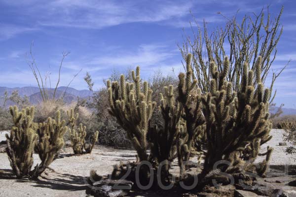 AnzaBorrego_03