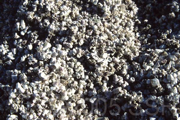 AnzaBorrego_41
