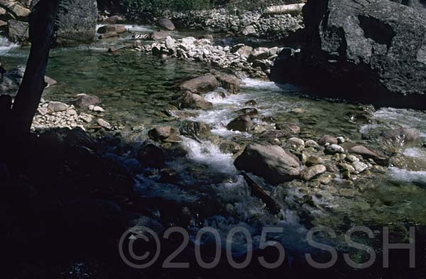 Sequoia_1240